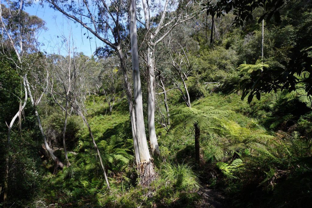 Schon ein bisschen wie im Jungle