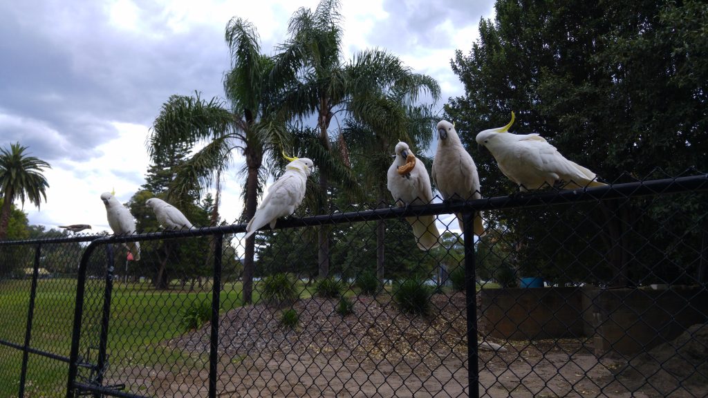 Kakadus, mal nicht eingesperrt im Zoo