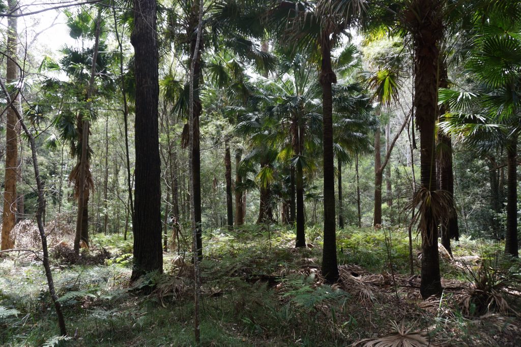 Royal National Park. So sind wir durch den Park gelaufen, fast schon ein bisschen Jungle