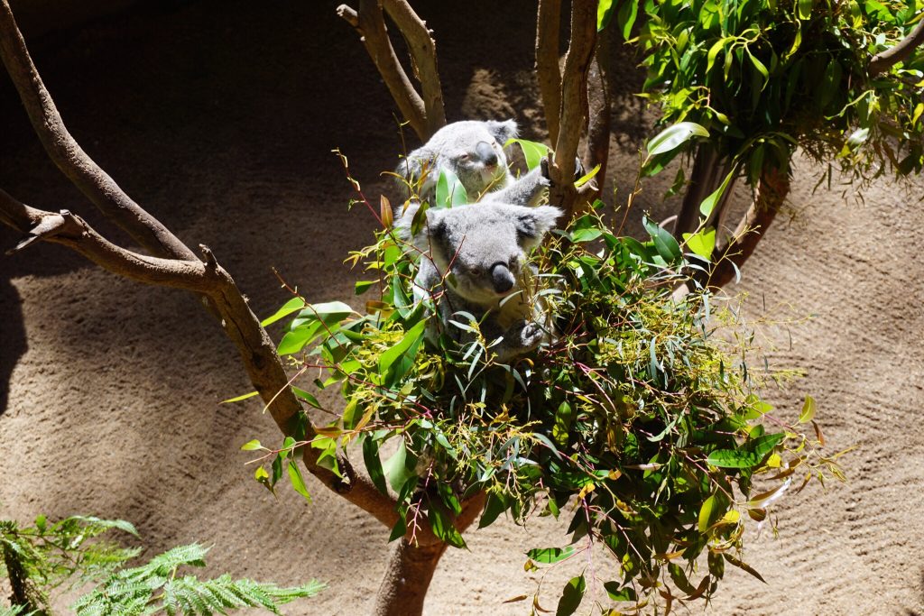 Die mampfenden Koalabären