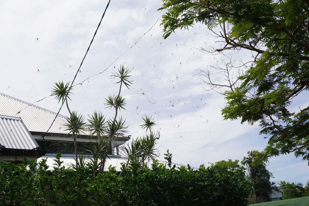 Ein paar Spinnchen über den Dächern. Die gab's so gut wie überall in Brisbane 