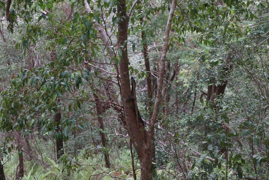 Als wir uns durch einen Mini Pfad durch den Nationalpark geschlagen haben, hat Silas auf dem Baum einen Waran entdeckt 