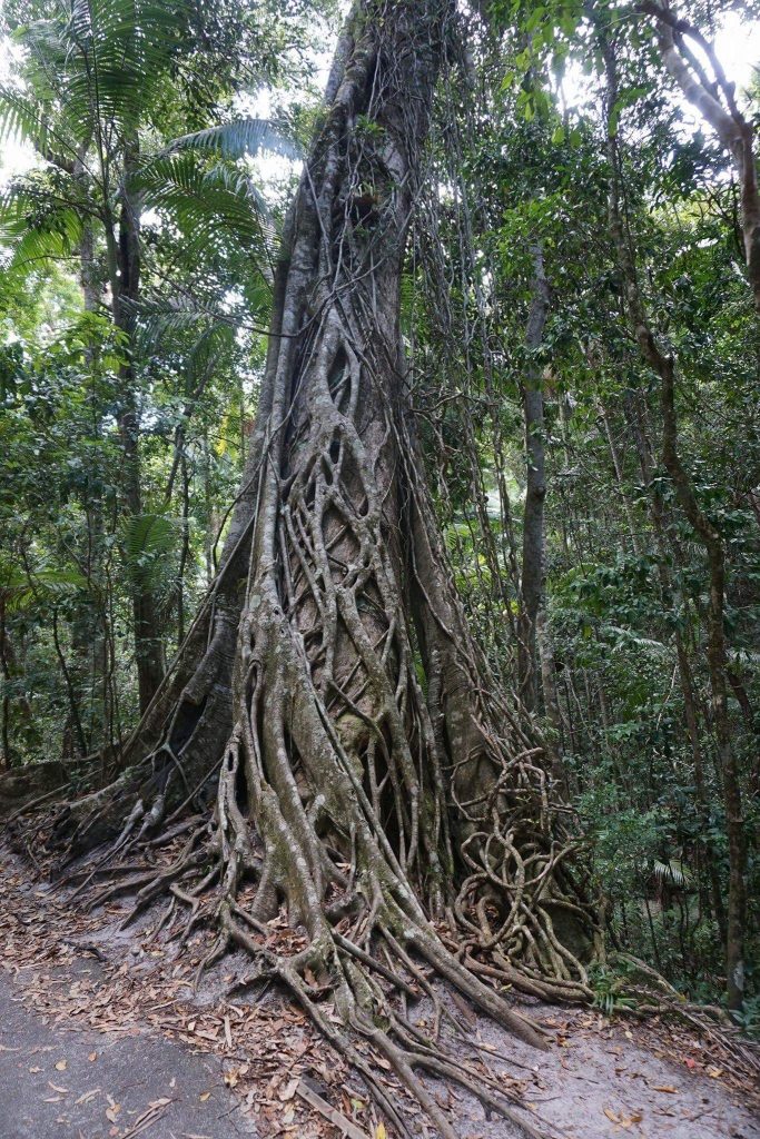 Solche Bäume hat man öfter im Jungle der Insel gesehen. Das was auf dem Baum zu sehen ist, ist ein riesiger Parasit