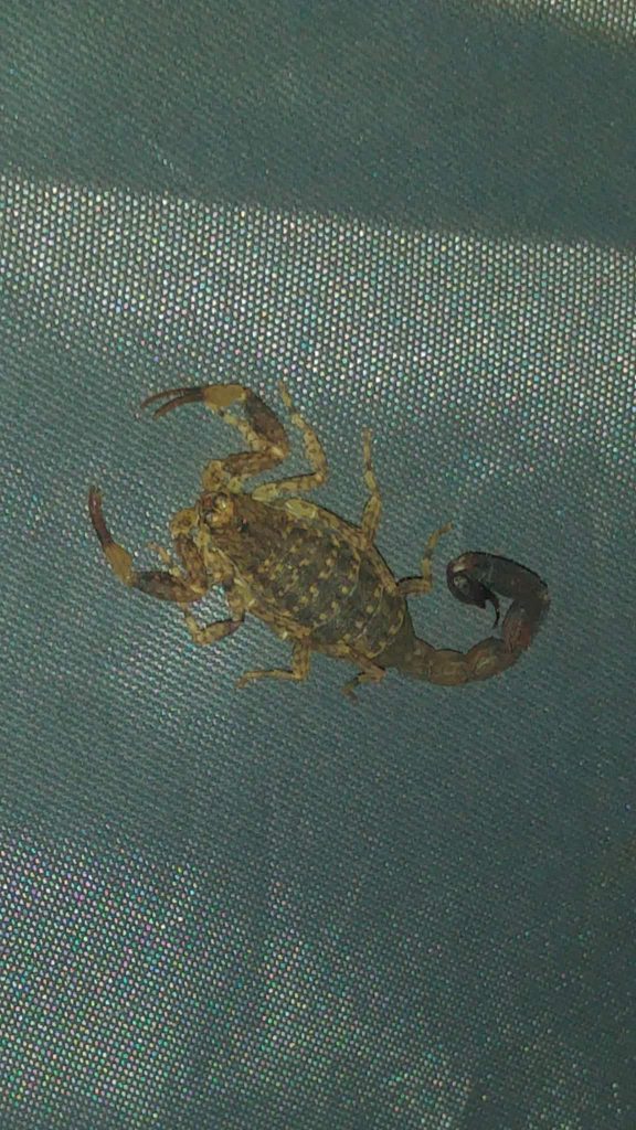 Dies Skorpion habe ich am ersten Abend auf keinem Zelt entdeckt. Das hat mir ziemlich Respekt eingeflöst