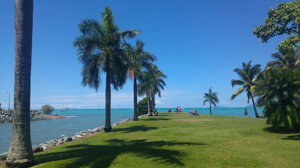 Die Palmen am Strand von Airlie Beach